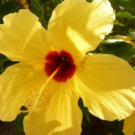 Pousada Tamandua Praia de Pipa Ngoại thất bức ảnh